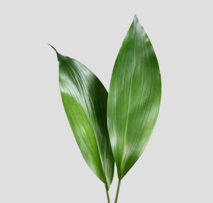 Aspidistra 70cm "T50" (7 Dias - 2�)