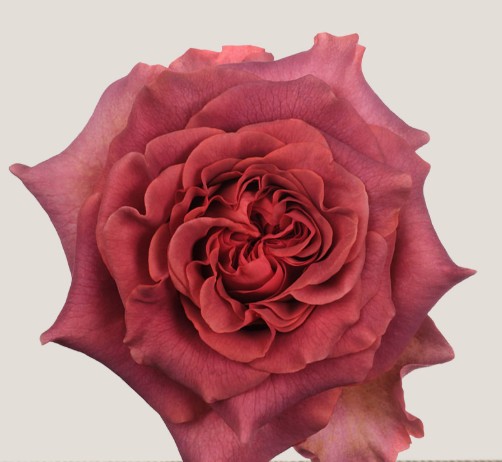 Rosa Ecu. Razzmatazz 50cm (7 Dias - 2�)