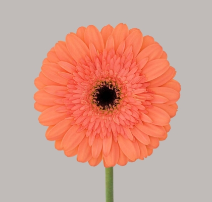 Gerbera Hol. Colin "T25" (7 Dias - 2�)