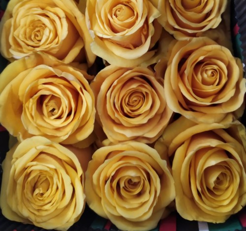 Rosa Ecu. Bumblebee 40cm (7 Dias - 2�)