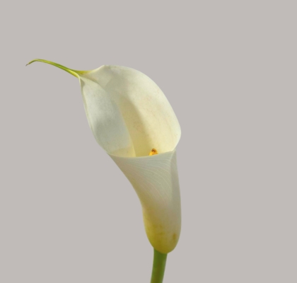 Calla Gr. Eydolls White 90cm (7 Dias - 2�)