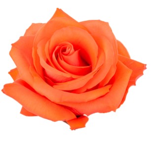 Rosa Col. Alive 60cm Nj. (7 Dias - 2�)
