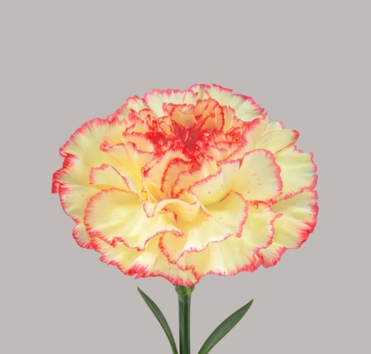 Clavel Nac. 70cm Lorca Bic. (7 Dias - 2�)