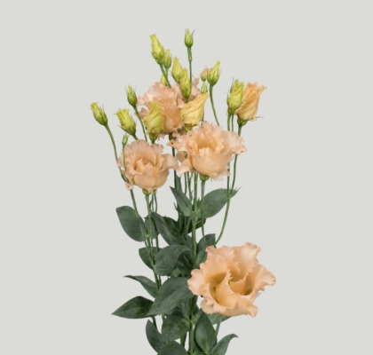 Lisiantus Hol. Falda Apricot 70cm 55gr "T10" (7 Dias - 2�)
