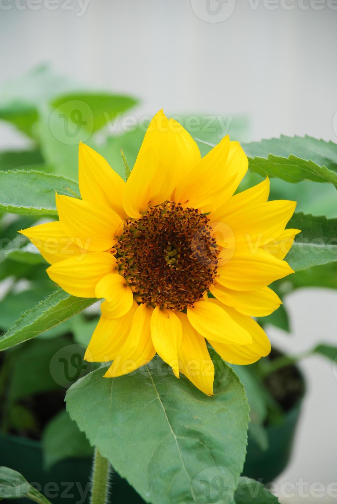Girasol Nac. Mini 60cm