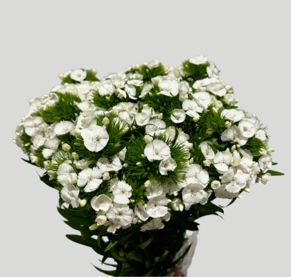 Dianthus Barbatus Italia Duke Breanthus 60cm "T30" Bl.
