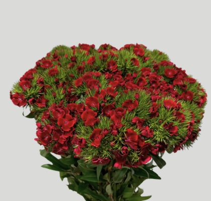 Dianthus Barbatus Italia Jolly Breanthus 60cm "T30"