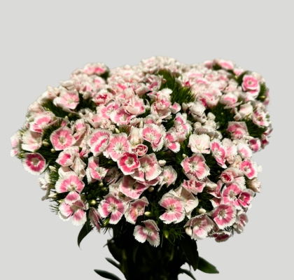 Dianthus Barbatus Italia Lindo Pink 60cm "T30"