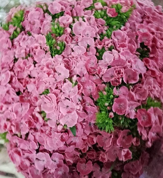 Dianthus Barbatus Italia Pink Breanthus 60cm "T30"
