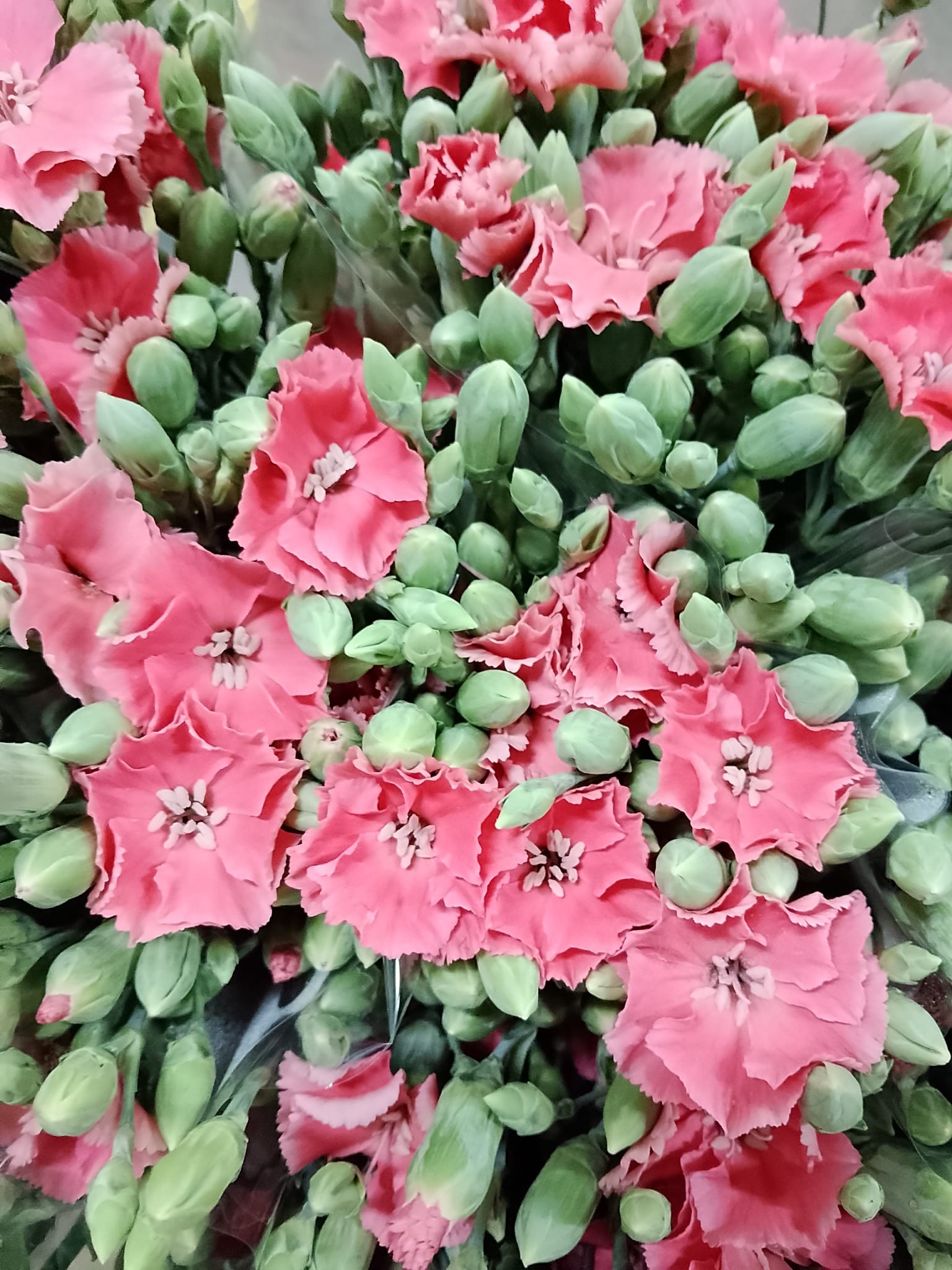 Clavel Solomio Italia Naranja 60cm "T20"