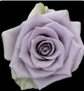 Rosa Ecu. Shocking Blue 60cm