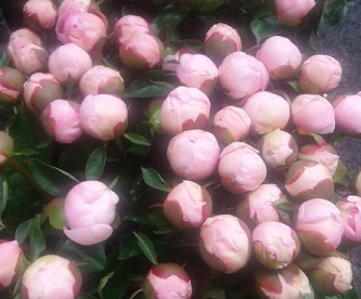 Peonia Hol. Angel Cheeks 55cm Rs "AA"