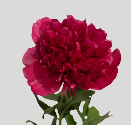 Peonia Hol. Command Perf 60cm "AA"