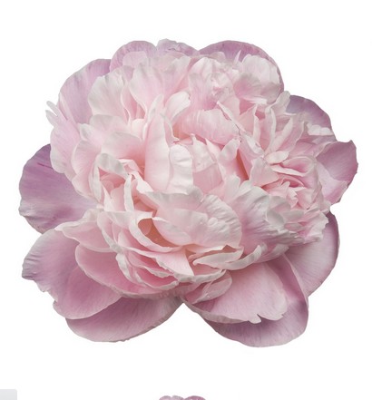 Peonia Hol. Nick Shaylor 60cm Rs. "AA"