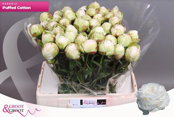 Peonia Hol. Puffed Cotton 55cm "AAA"