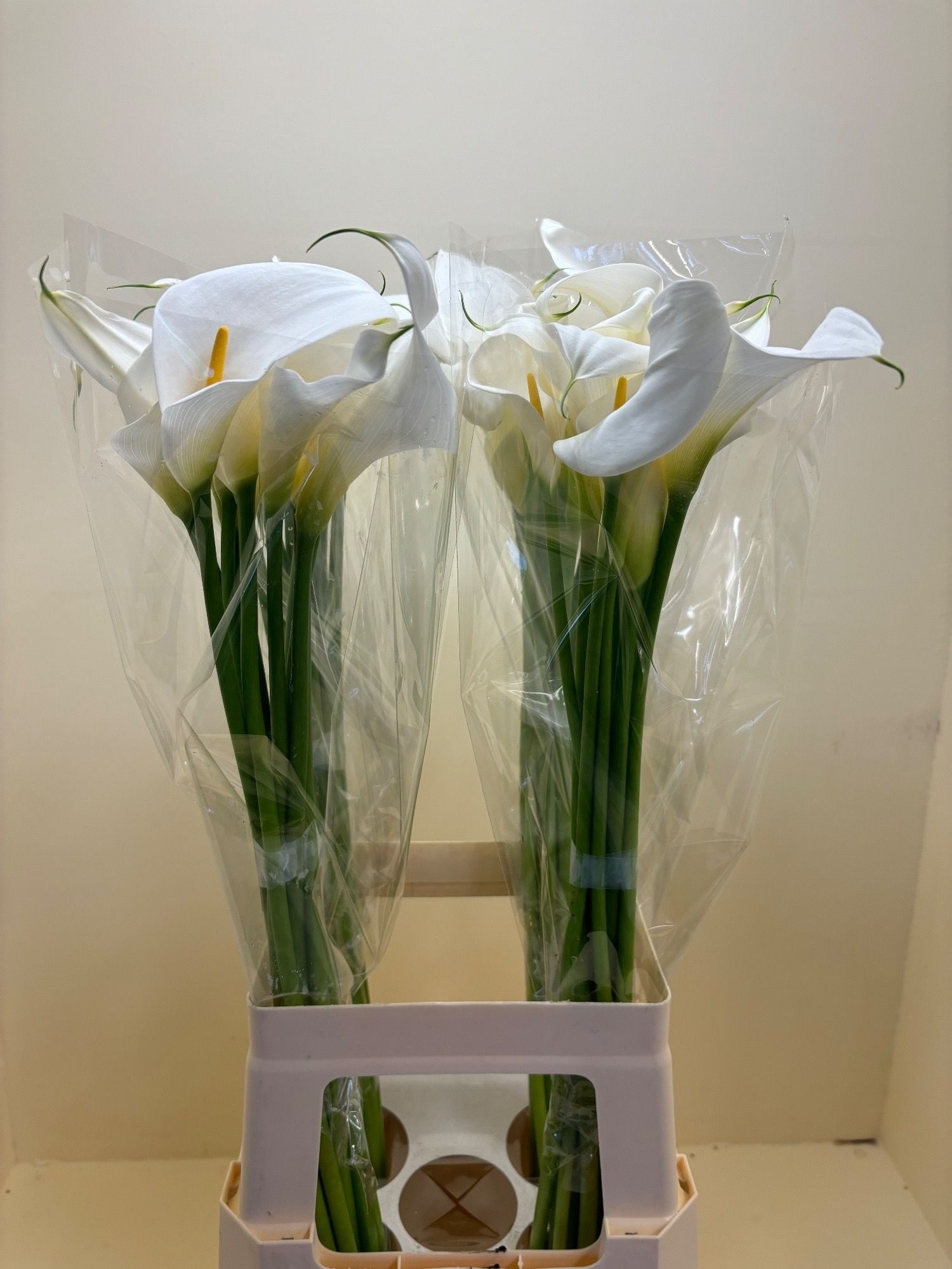 Calla Aethiopica White 60cm