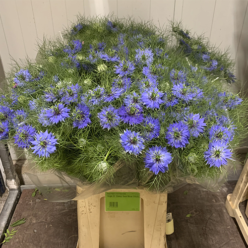 Nige D. Deep Sea Blue 60cm