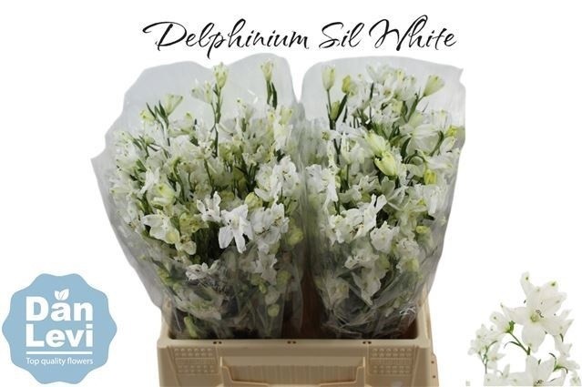 Delphinium En Morpho Sil White 40cm "T10"
