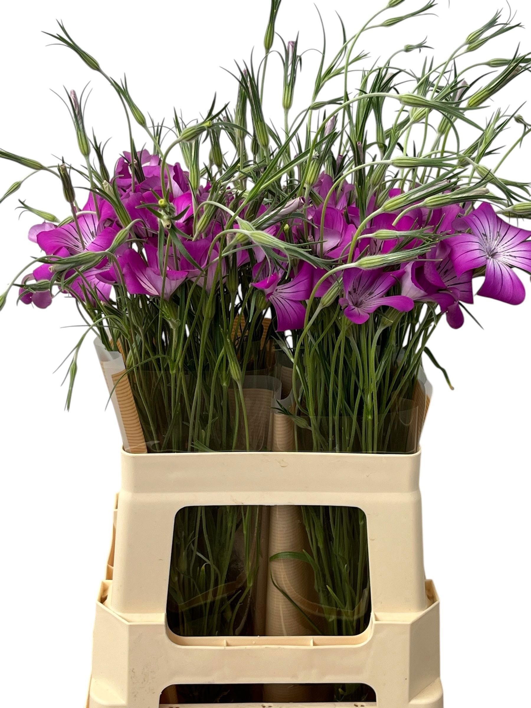 Agrostem Queen Purple 60cm