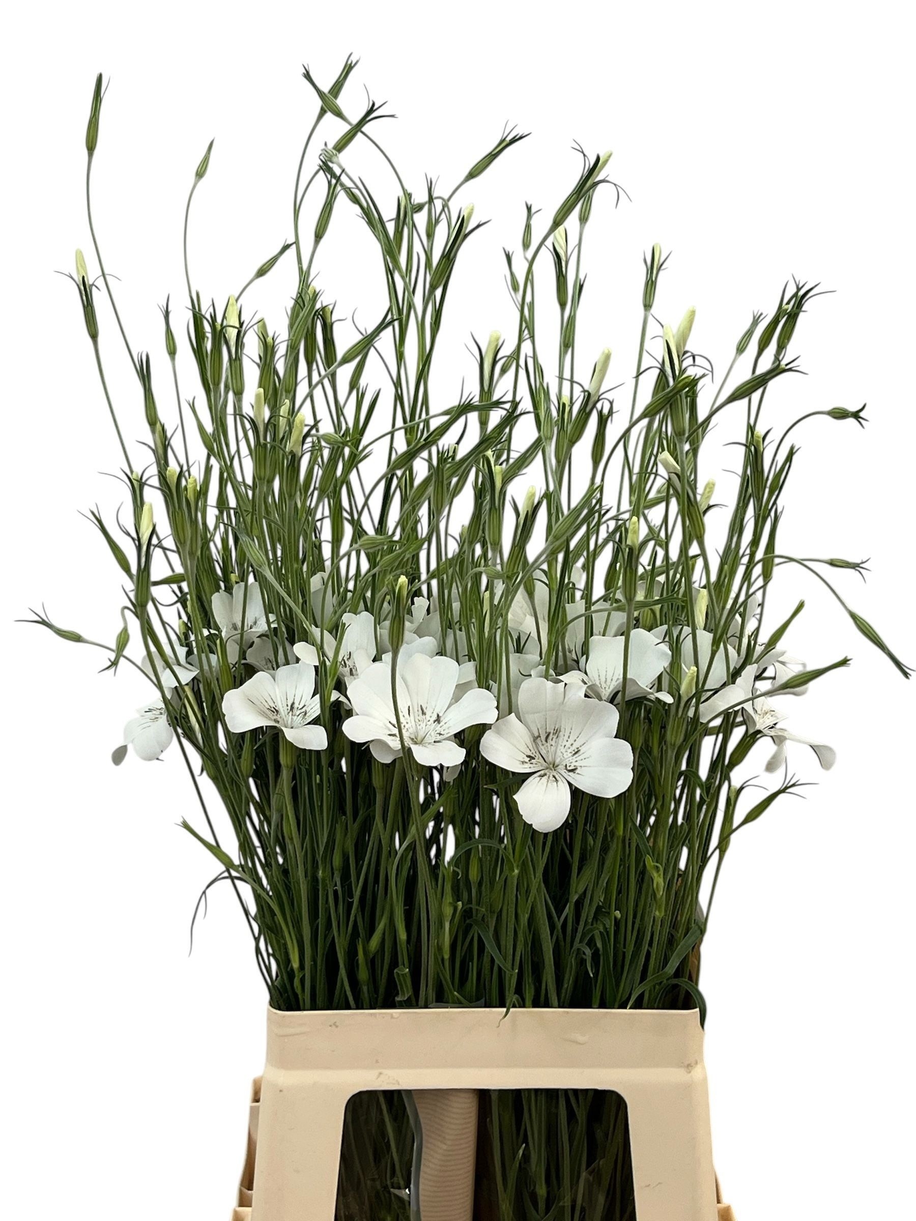 Agrostem Queen White 60cm