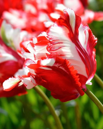 Tulipan Hol. Pa Rijnveld 40cm Bic.