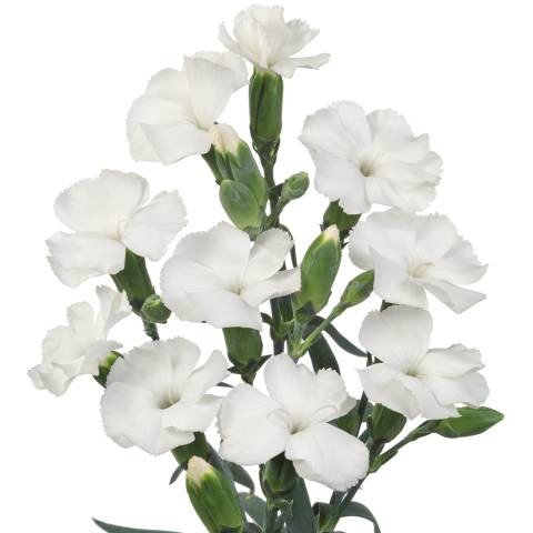 Dianthus Hol. Solomio Ard 65cm Bl.