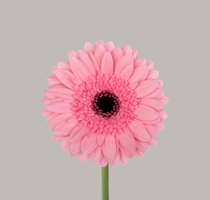 Gerbera Mini Hol. Maeve "T20"