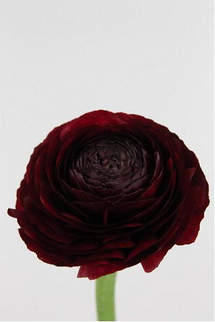 Ranunculos Hol. Aazur Bordeaux 40cm 35gr