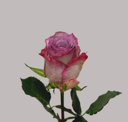 Rosa Hol. Nova Zembla 60cm