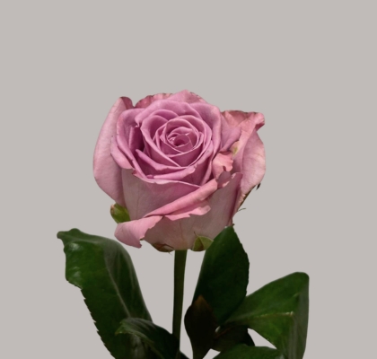 Rosa Hol. Nayeli! 60cm A2
