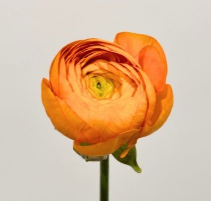 Ranunculos Ecu. Elegance Naranja 45cm