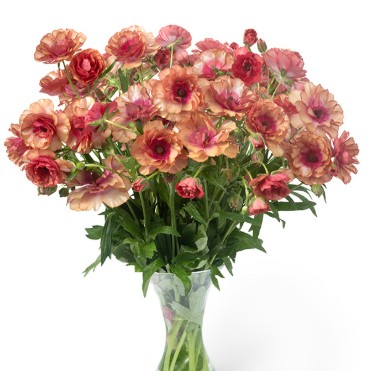Ranunculos Hol. Butterfly Musa 40cm 50gr "T10"