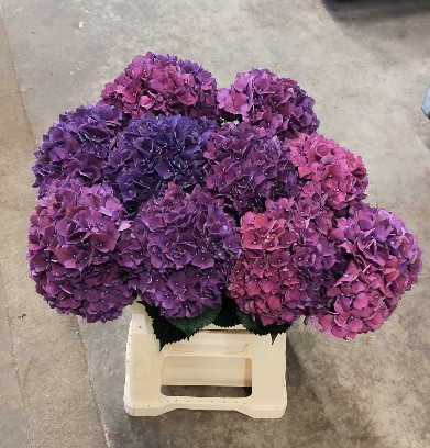 Hortensia Hol. Rubyred Purple 60cm �16/18