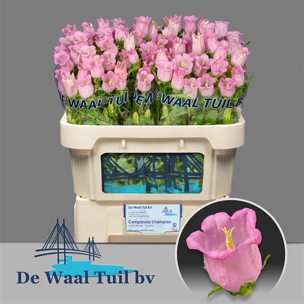 Campanula Hol. M Champion Pink 75cm