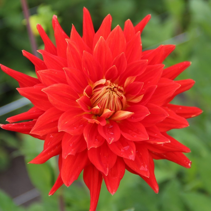 Dalia Hol. Vulcan 70cm "CC20"
