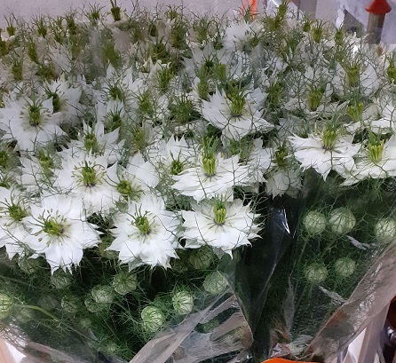 Nige D. Overig White 70cm "Paquete"