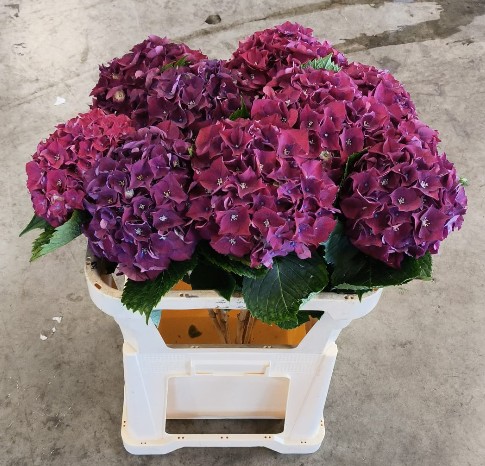 Hortensia Hol. Mon Amour Pars 75cm �18/20 Morado