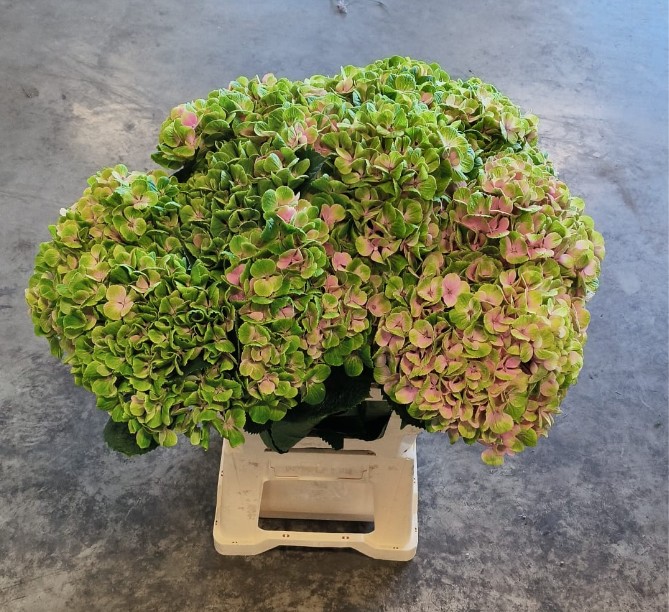 Hortensia Hol. Amethyst 65cm �20/22 Bic.