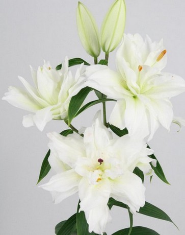 Oriental Hol. Bl. Doble Arosa 85cm 2 fl.