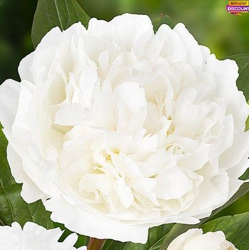 Peonia Hol. Snow Princess 60cm Bl. "AAA"