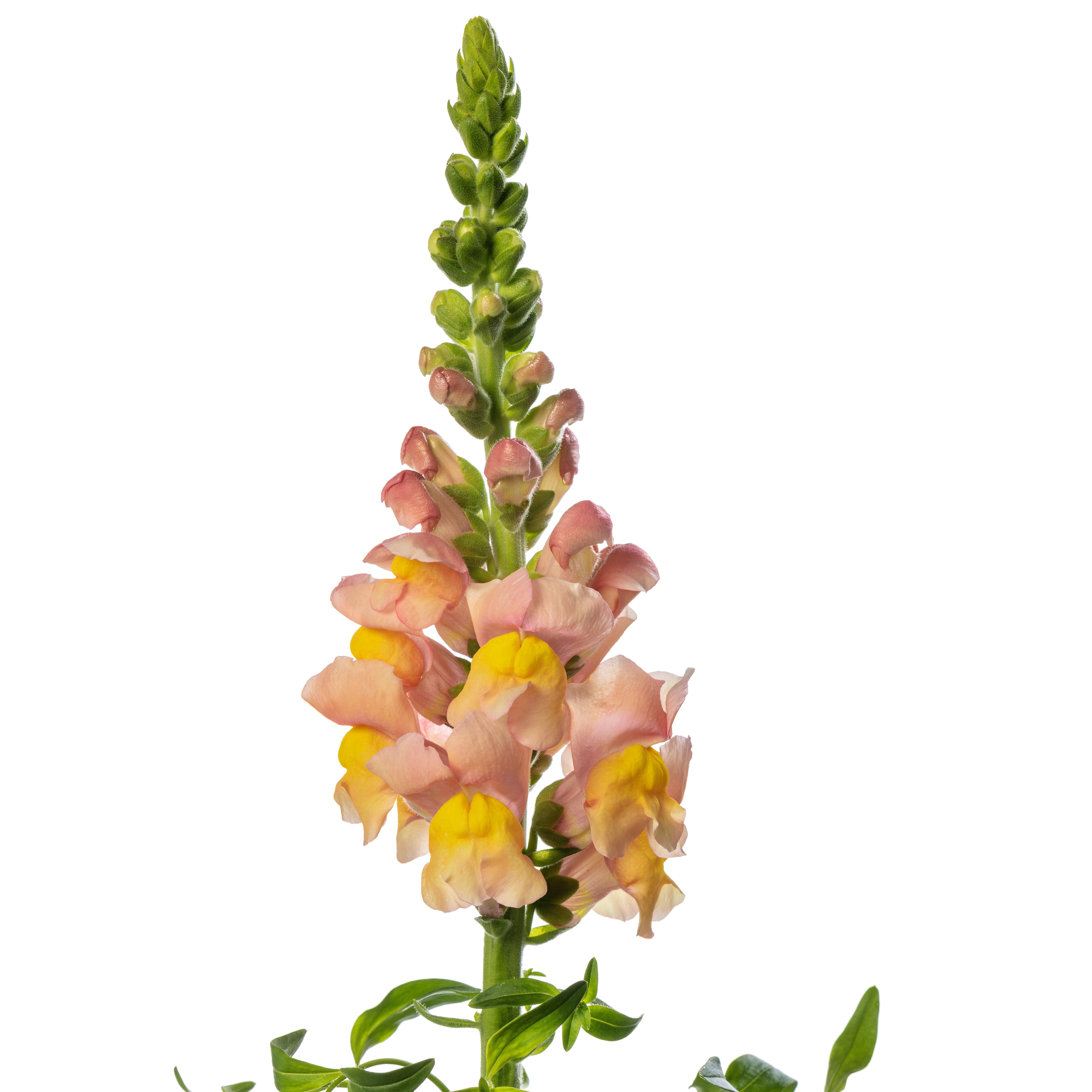 Antirrhinum Hol. Avignom Apricot 75cm