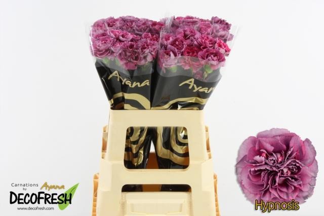 Clavel Hol. 55cm Hypnosis