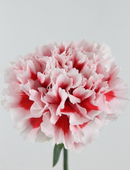 Clavel Hol. 55cm Kirk