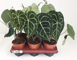 P. Anthurium Clarinervium 12/35cm x6