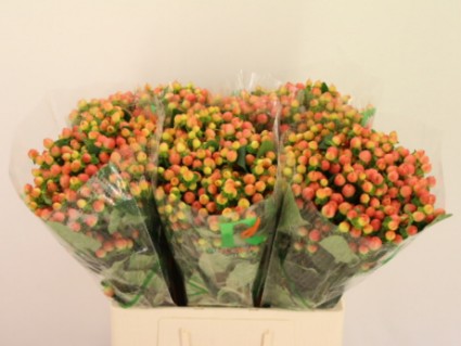 Hypericum Hol. Mag Peach 60cm "T25"