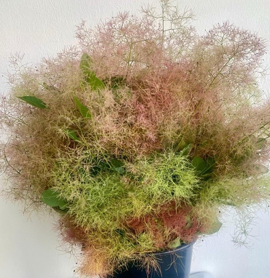 Cotinus Italia 65cm 200gr Paq. (7 Dias - 2�)