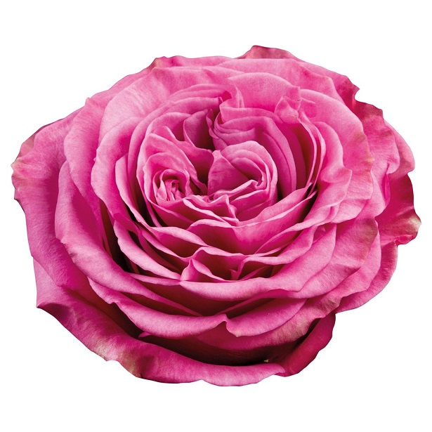 Rosa Ecu. Queen Crown 50cm Malva (7 Dias - 2�)
