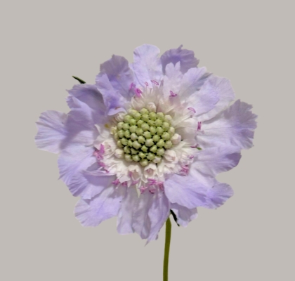 Scabiosa Caucasica Jisca 70cm  (7 Dias - 2�)