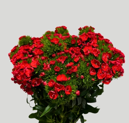 Dianthus Barbatus Italia Baron Breanthus 60cm "T50" Rj. (7 Dias