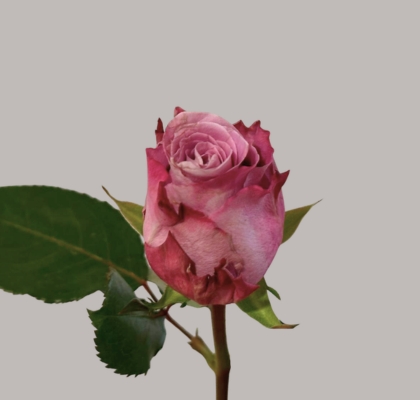 Rosa Hol. Maritim 50cm Mo. (7 Dias - 2�)